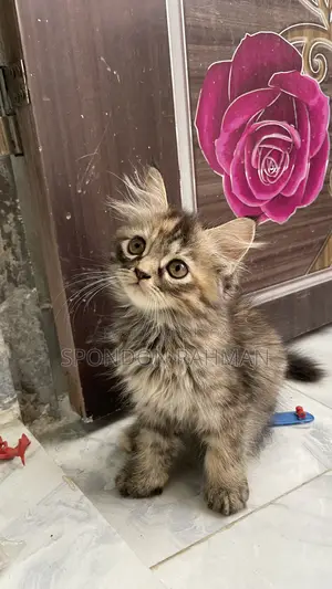 0-1 Month Female Purebred Persian