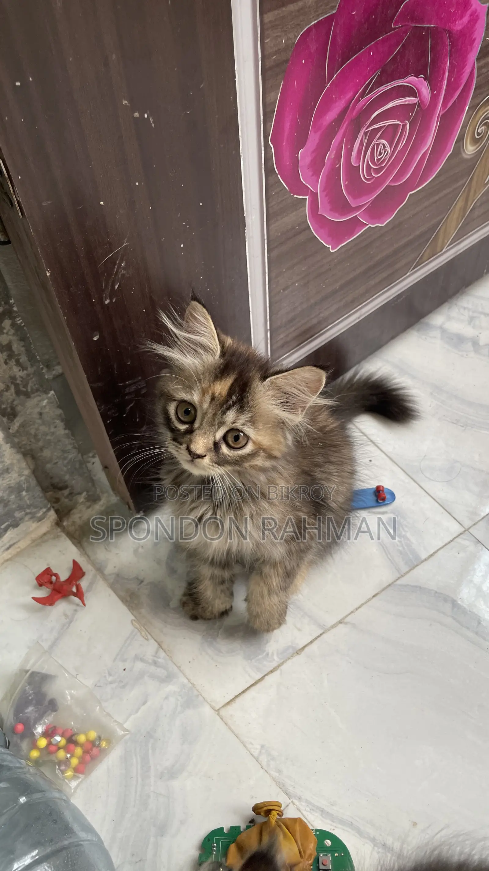 0-1 Month Female Purebred Persian