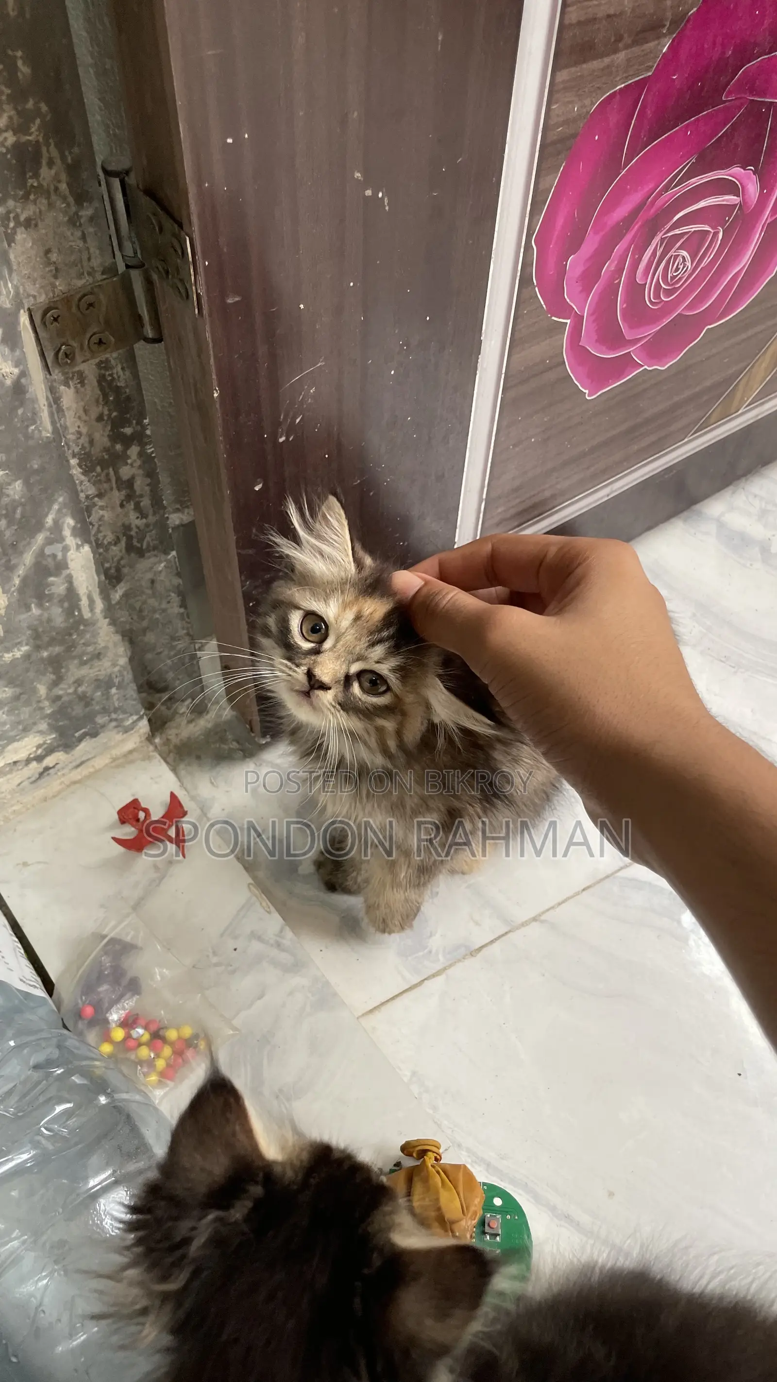 0-1 Month Female Purebred Persian