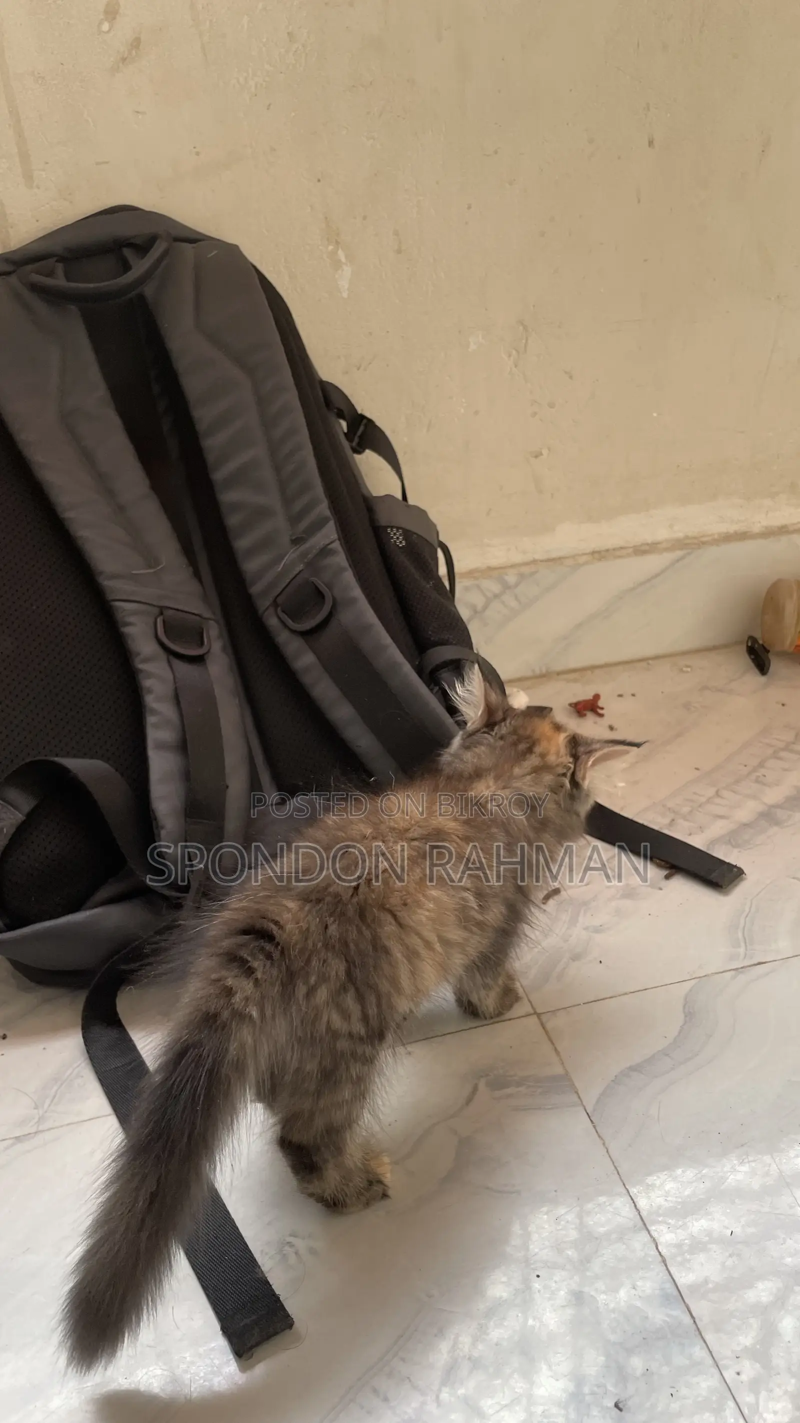 0-1 Month Female Purebred Persian