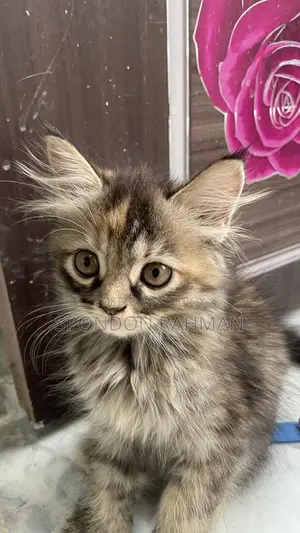 0-1 Month Female Purebred Persian