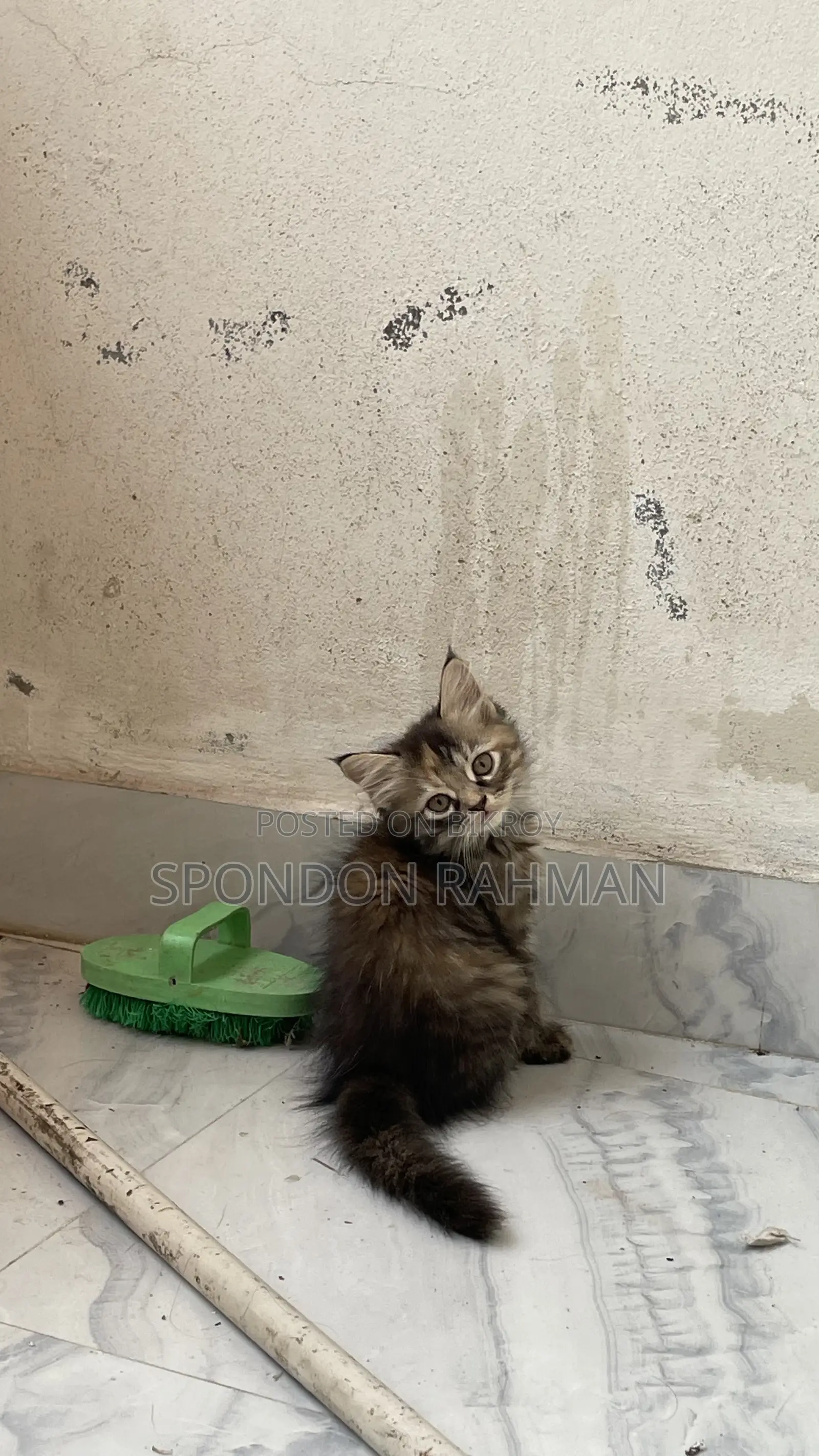 0-1 Month Female Purebred Persian