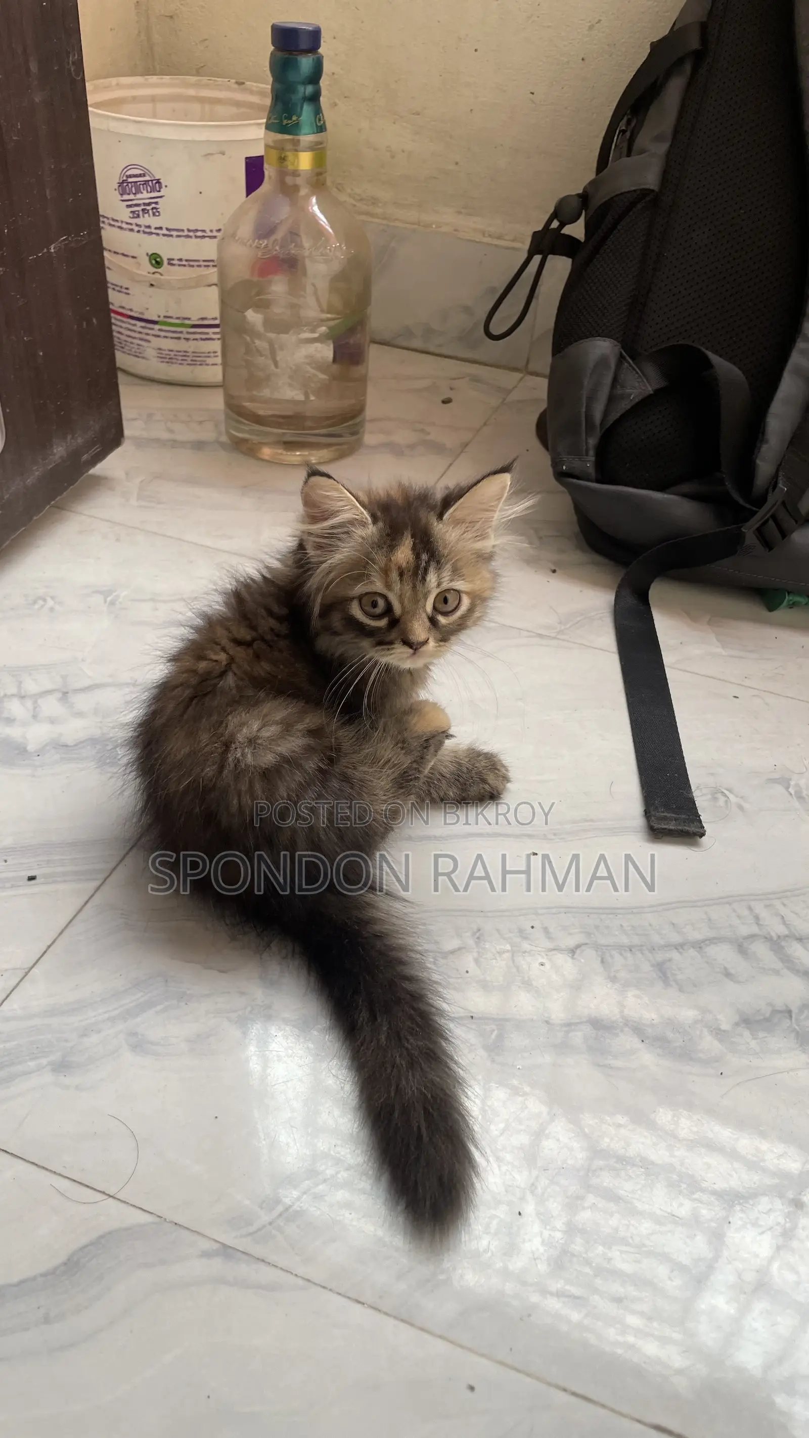 0-1 Month Female Purebred Persian