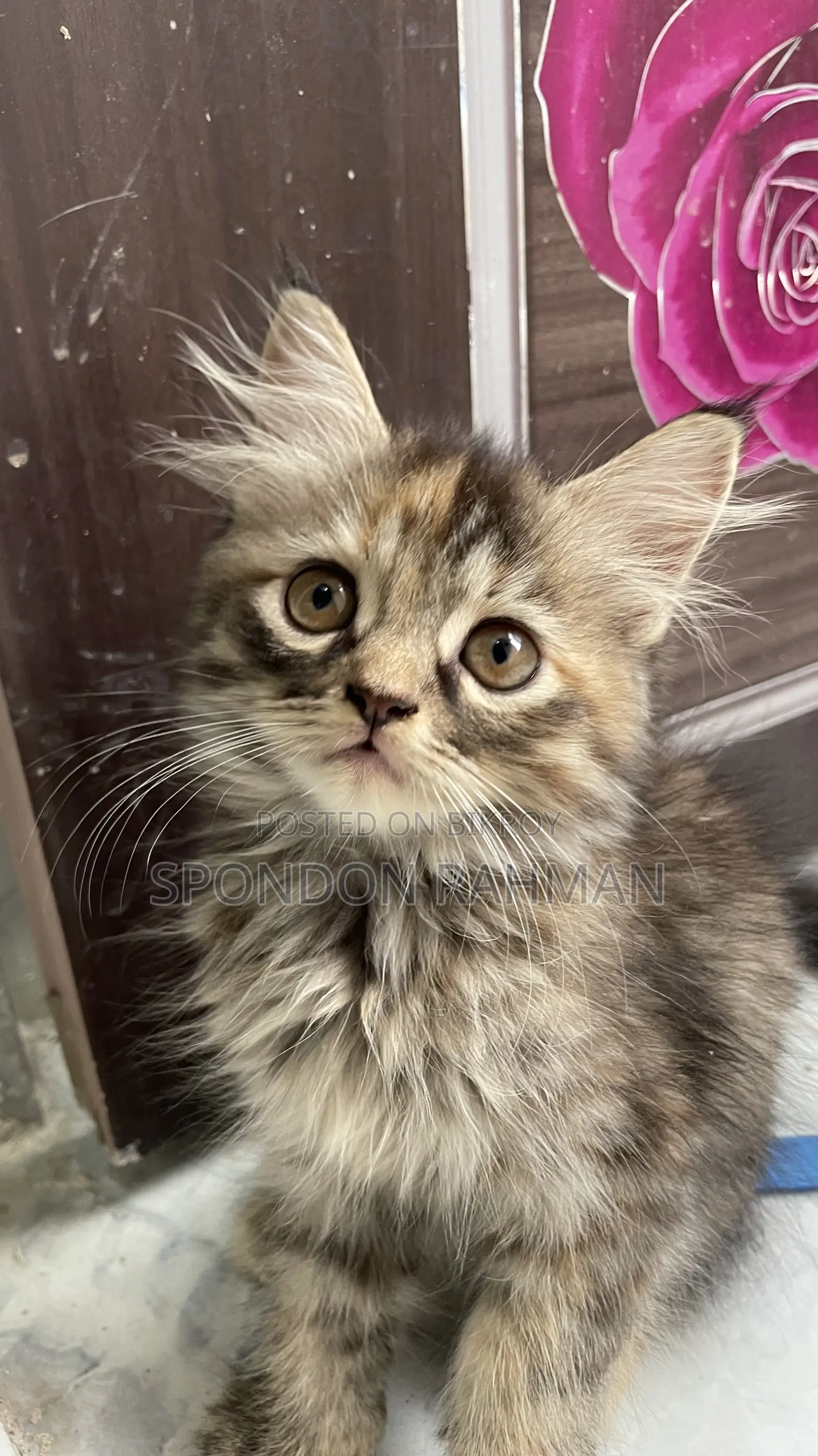 0-1 Month Female Purebred Persian