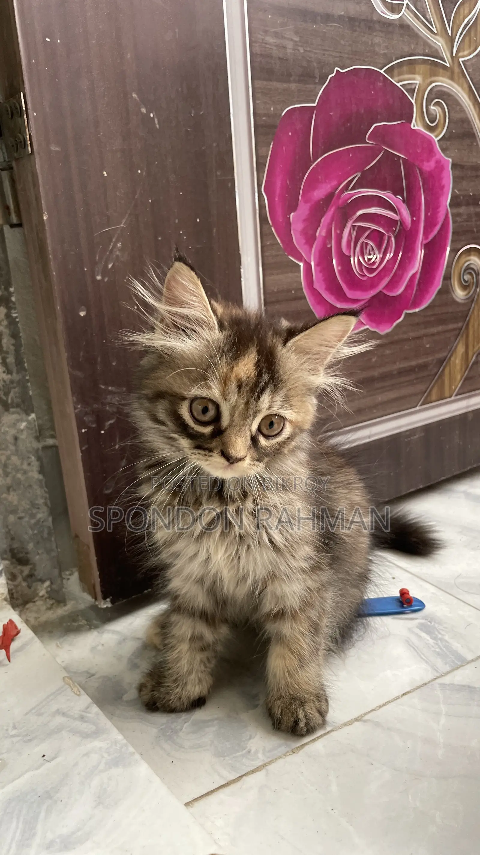 0-1 Month Female Purebred Persian
