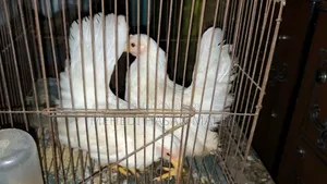 জাপানিজ বেন্থাম