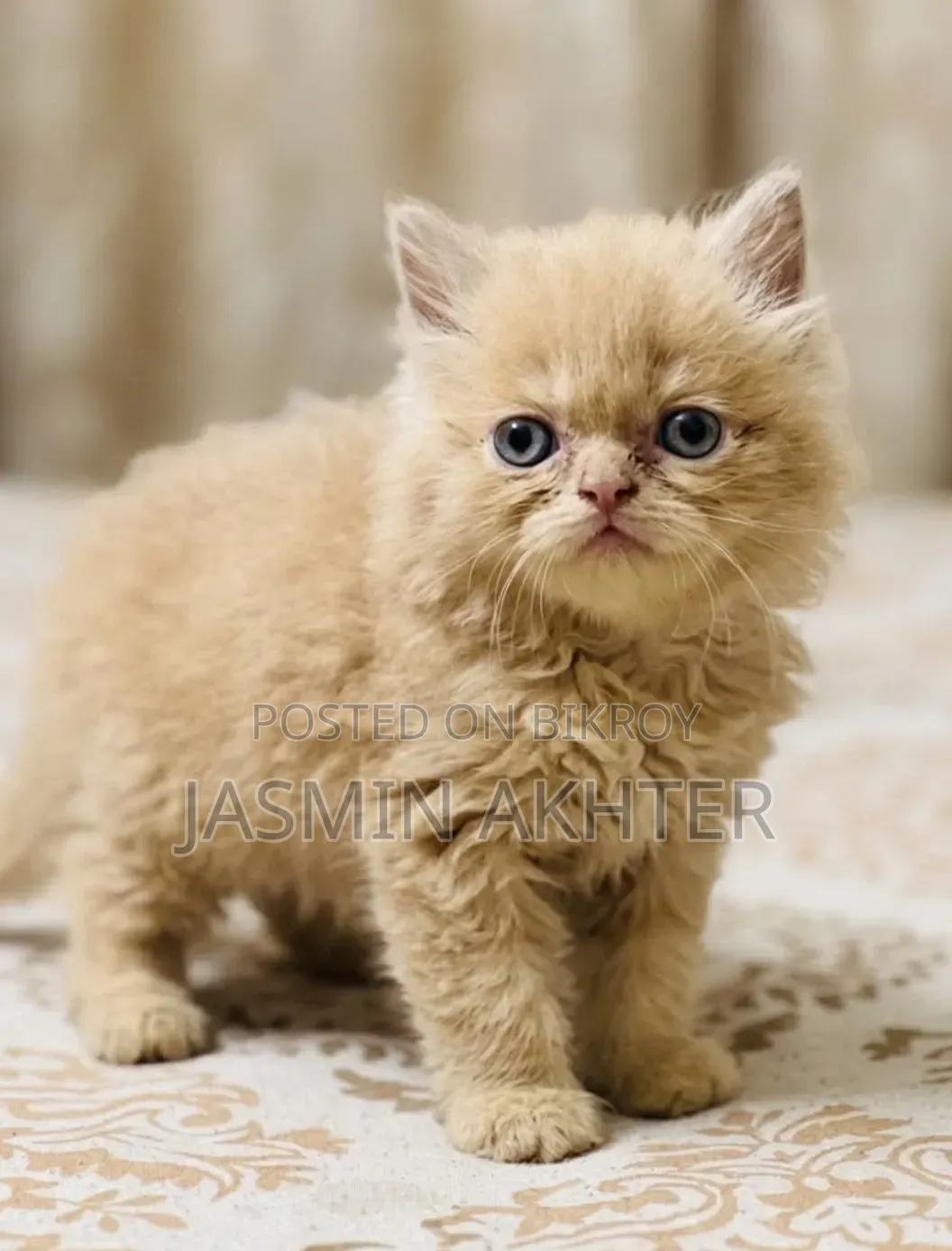 0-1 Month Male Purebred Persian