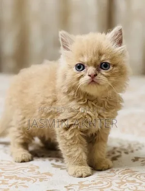 0-1 Month Male Purebred Persian
