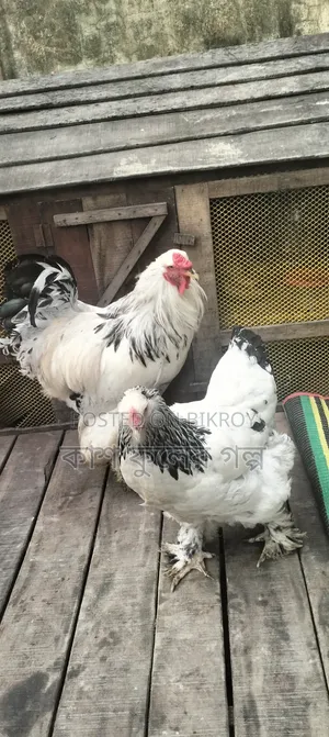 Brahama Murgi