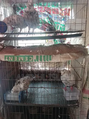 কবুতর বিক্রয় করা হবে