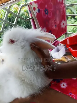 Angora Rabbits Sell Mail