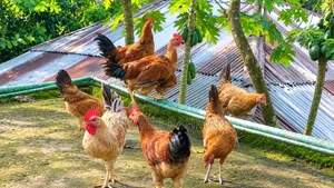 দেশি মুরগি