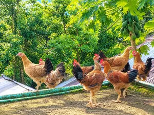 দেশি মুরগি