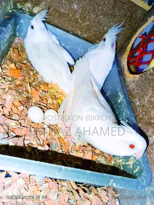 এলবিনো ককাটেল বেবী বিক্রি করা হবে।