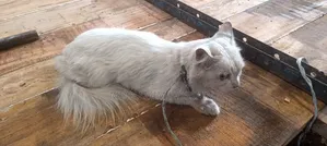 6-12 Months Male Purebred Persian