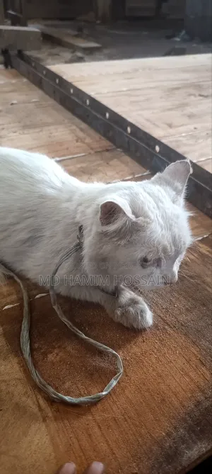 6-12 Months Male Purebred Persian
