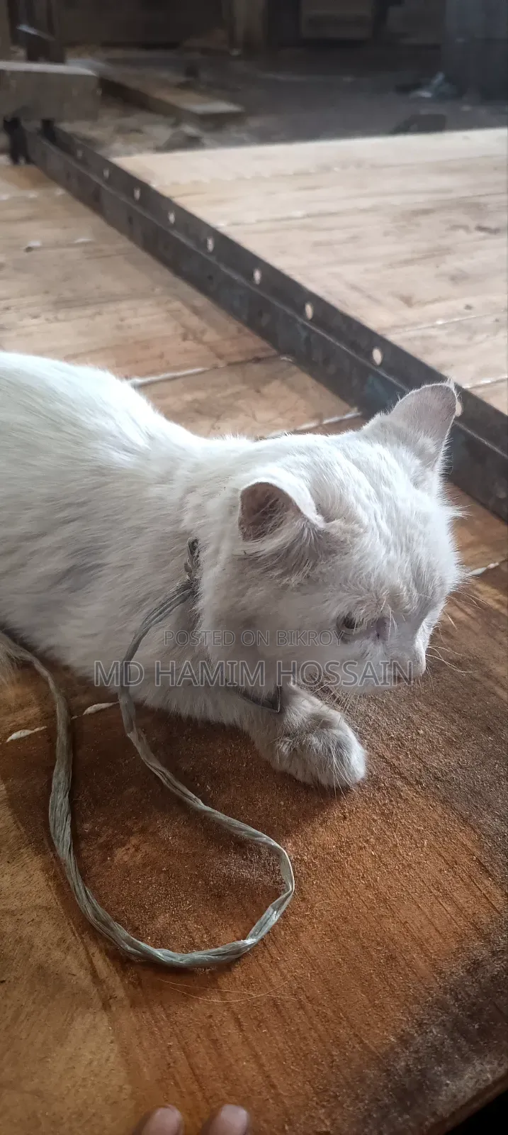 6-12 Months Male Purebred Persian