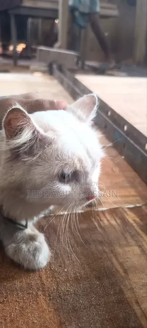 6-12 Months Male Purebred Persian