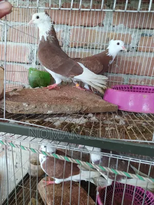 এক জোরা রানিং কোলশি গলার রাজ গোল্লা কবুতর বিক্রি হবে