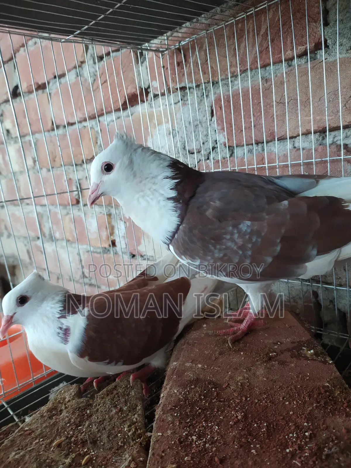 এক জোরা রানিং বুক সাদা রাজ গোল্লা কবুতর বিক্রি হবে