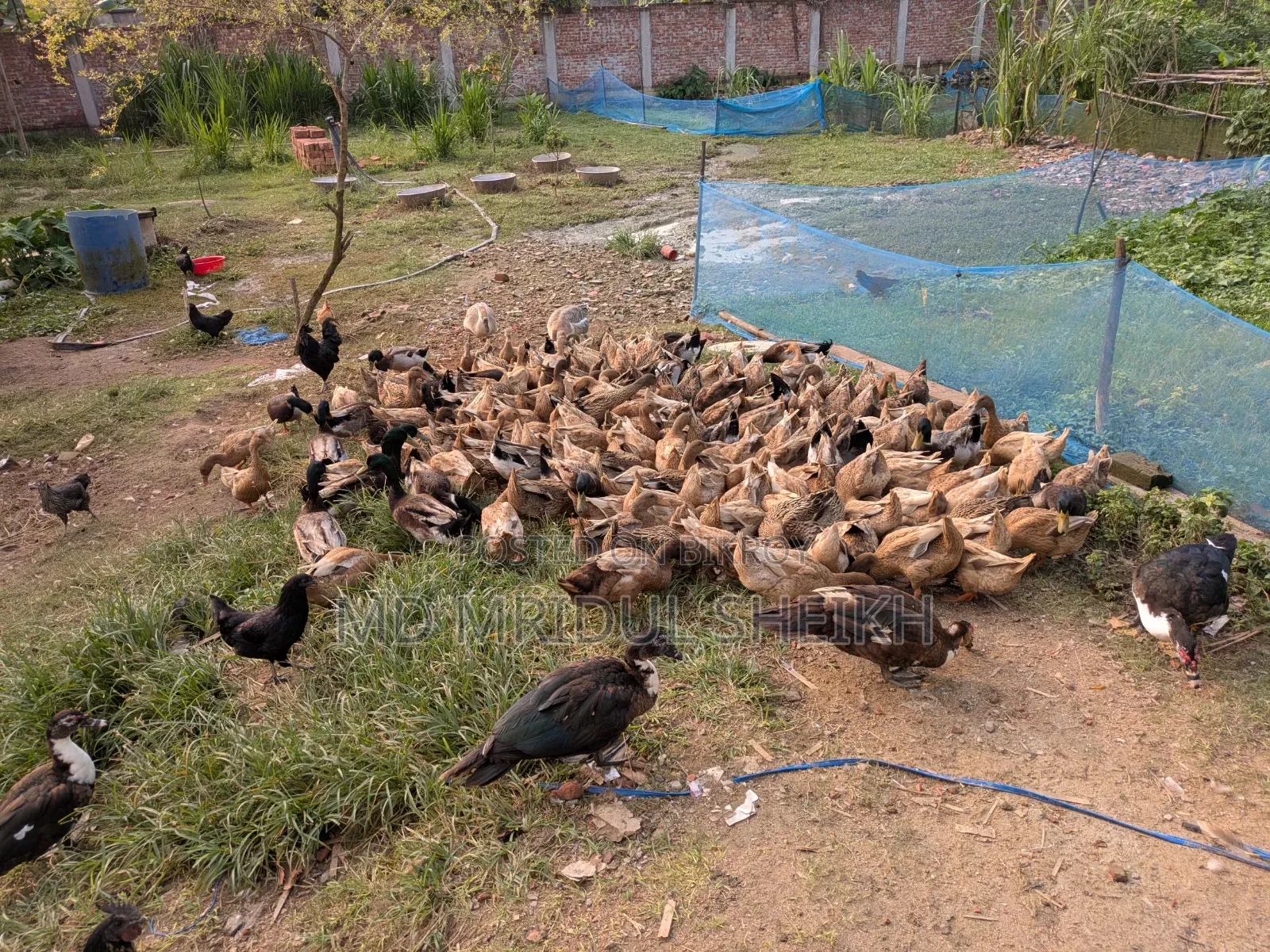 Local Duck