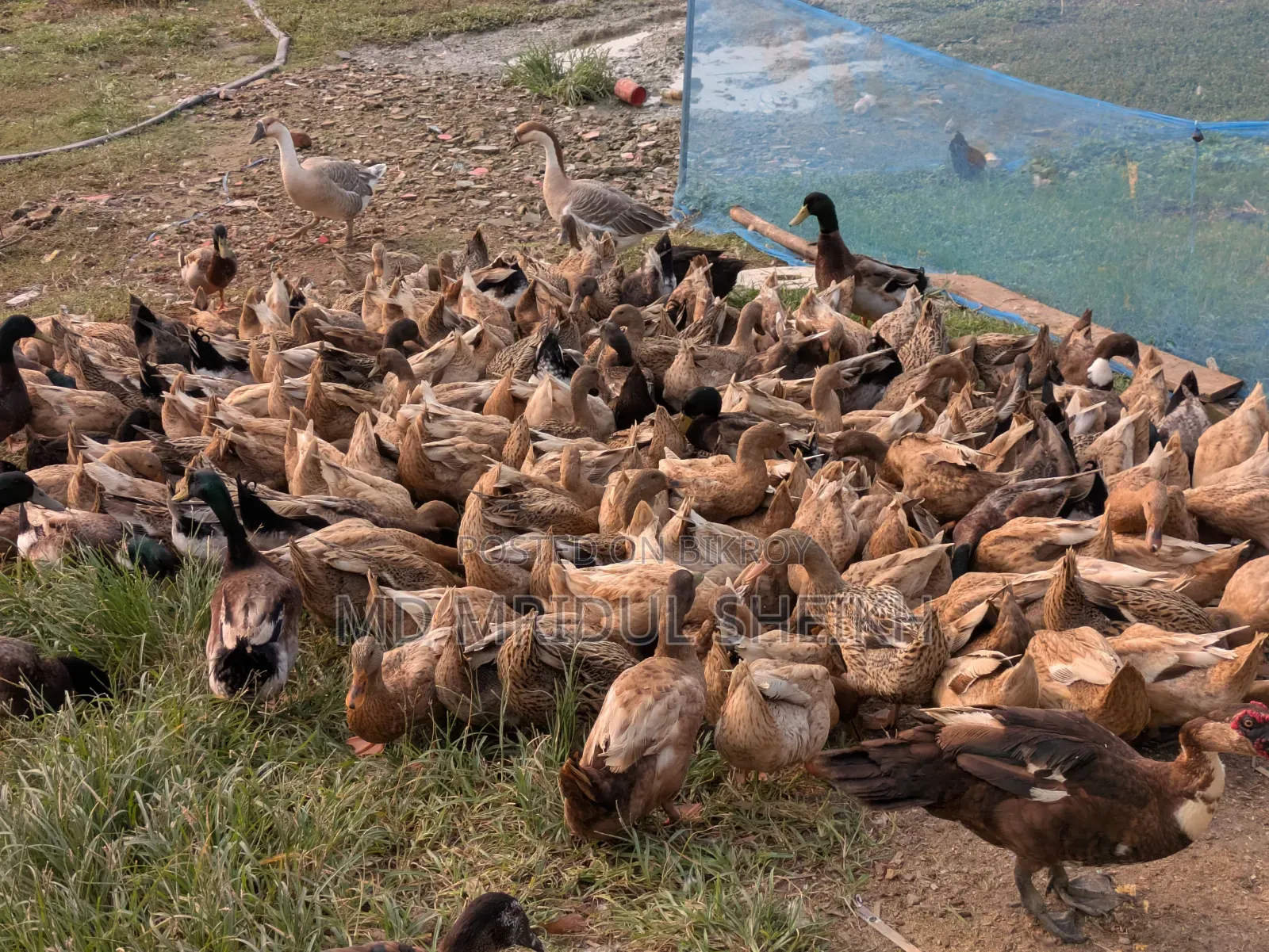 Local Duck