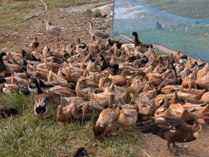 Local Duck