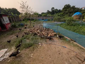 Local Duck