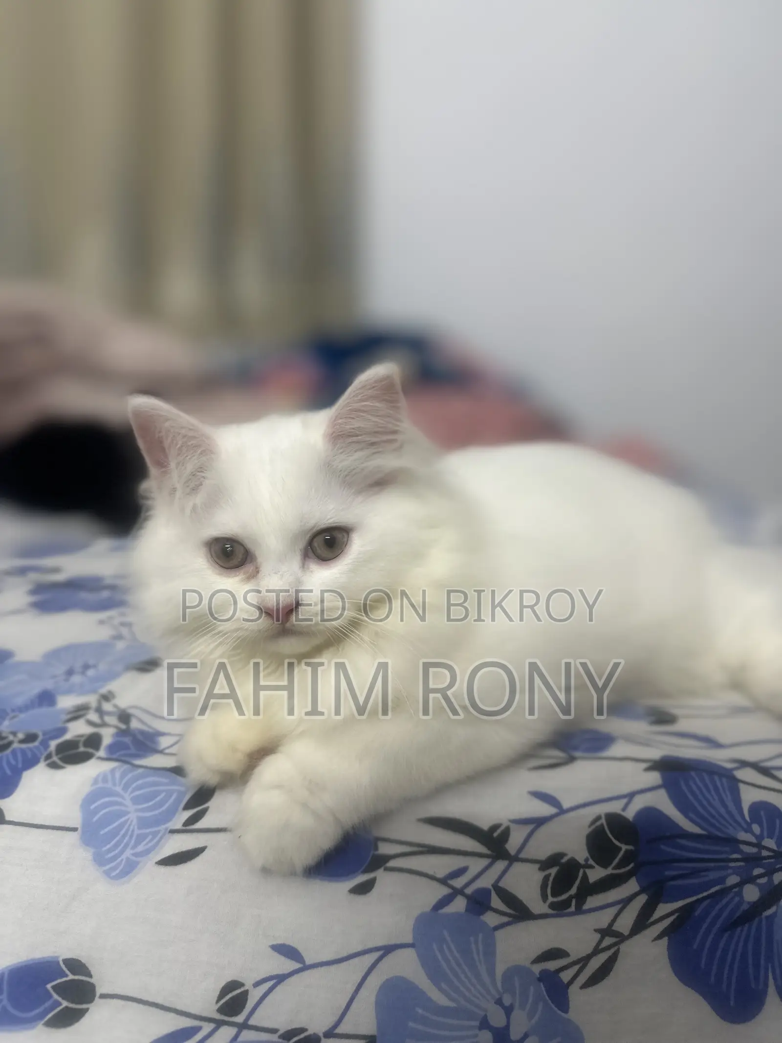 1-3 Months Male Purebred Persian