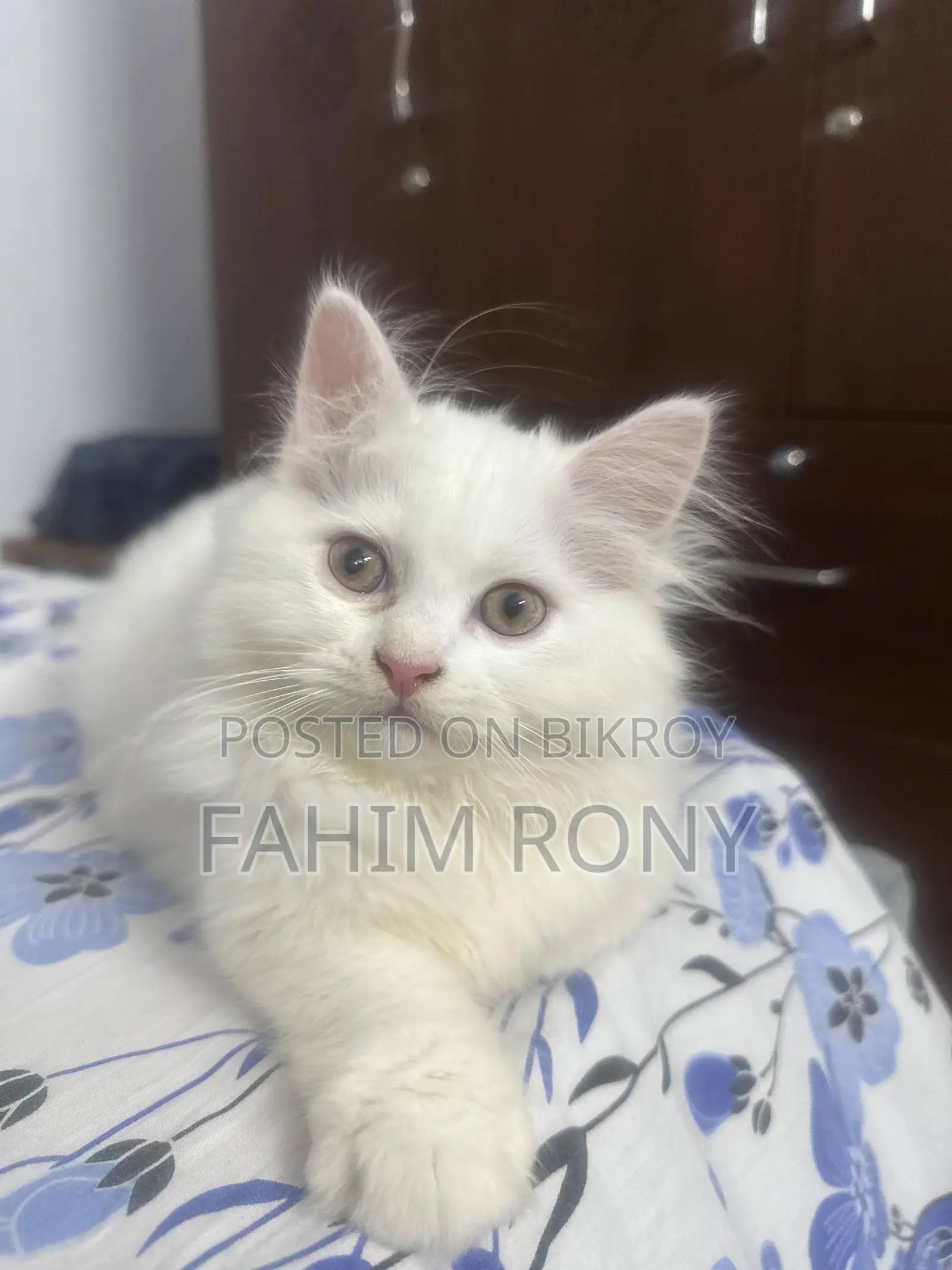 1-3 Months Male Purebred Persian