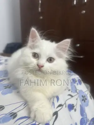 1-3 Months Male Purebred Persian