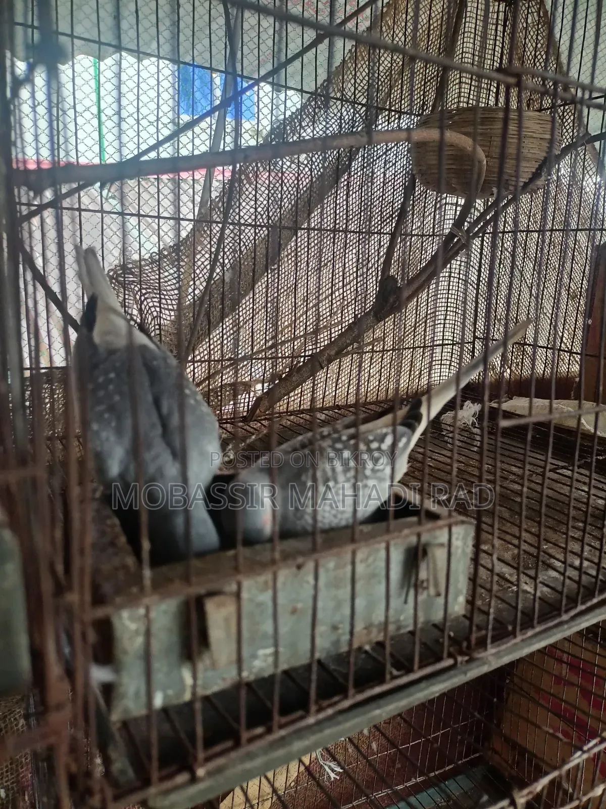ডাইমন্ড ডাভ ঘুঘু