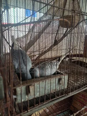 ডাইমন্ড ডাভ ঘুঘু