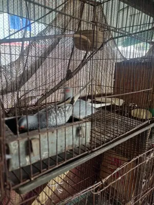 ডাইমন্ড ডাভ ঘুঘু