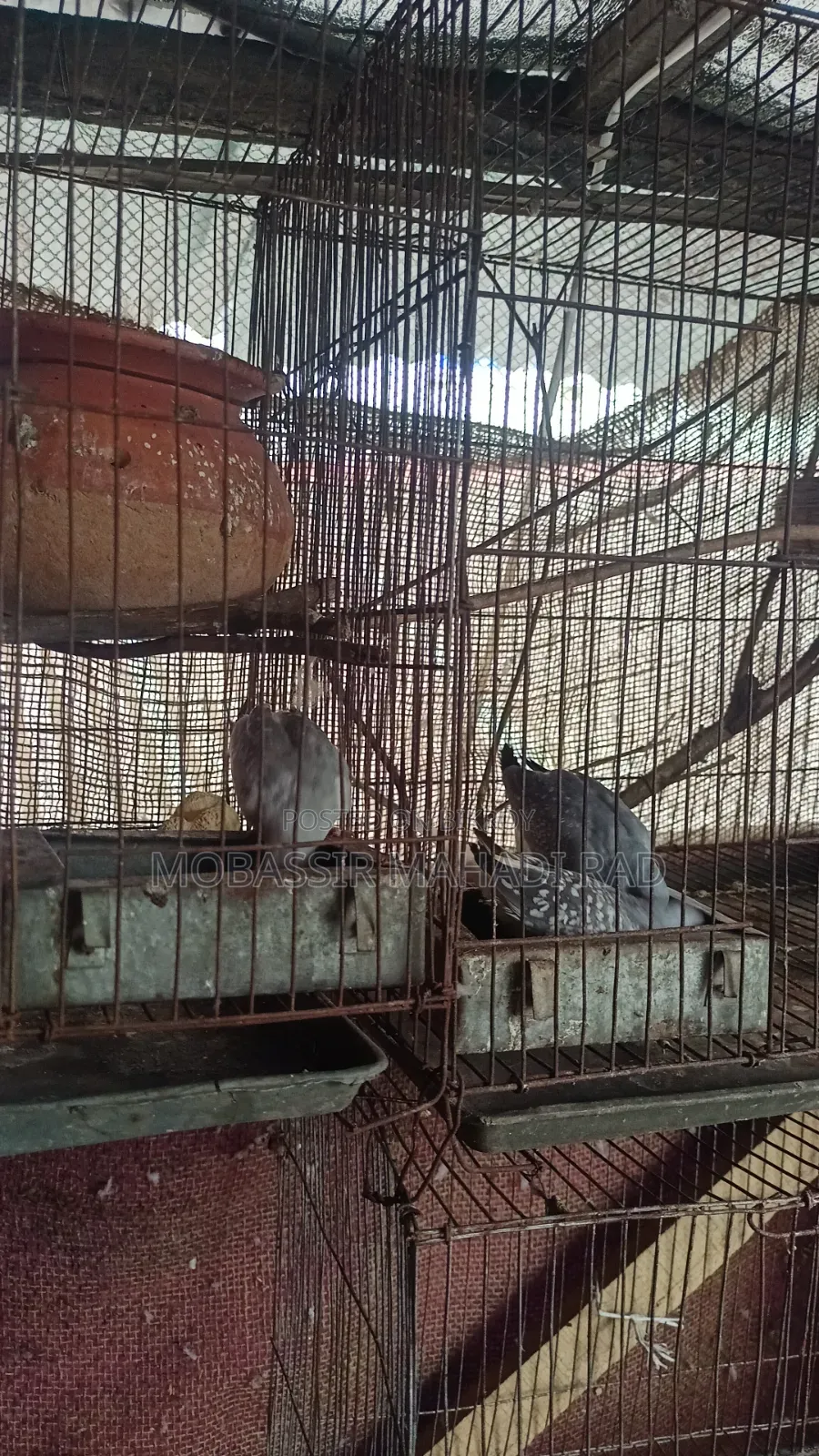 ডাইমন্ড ডাভ ঘুঘু