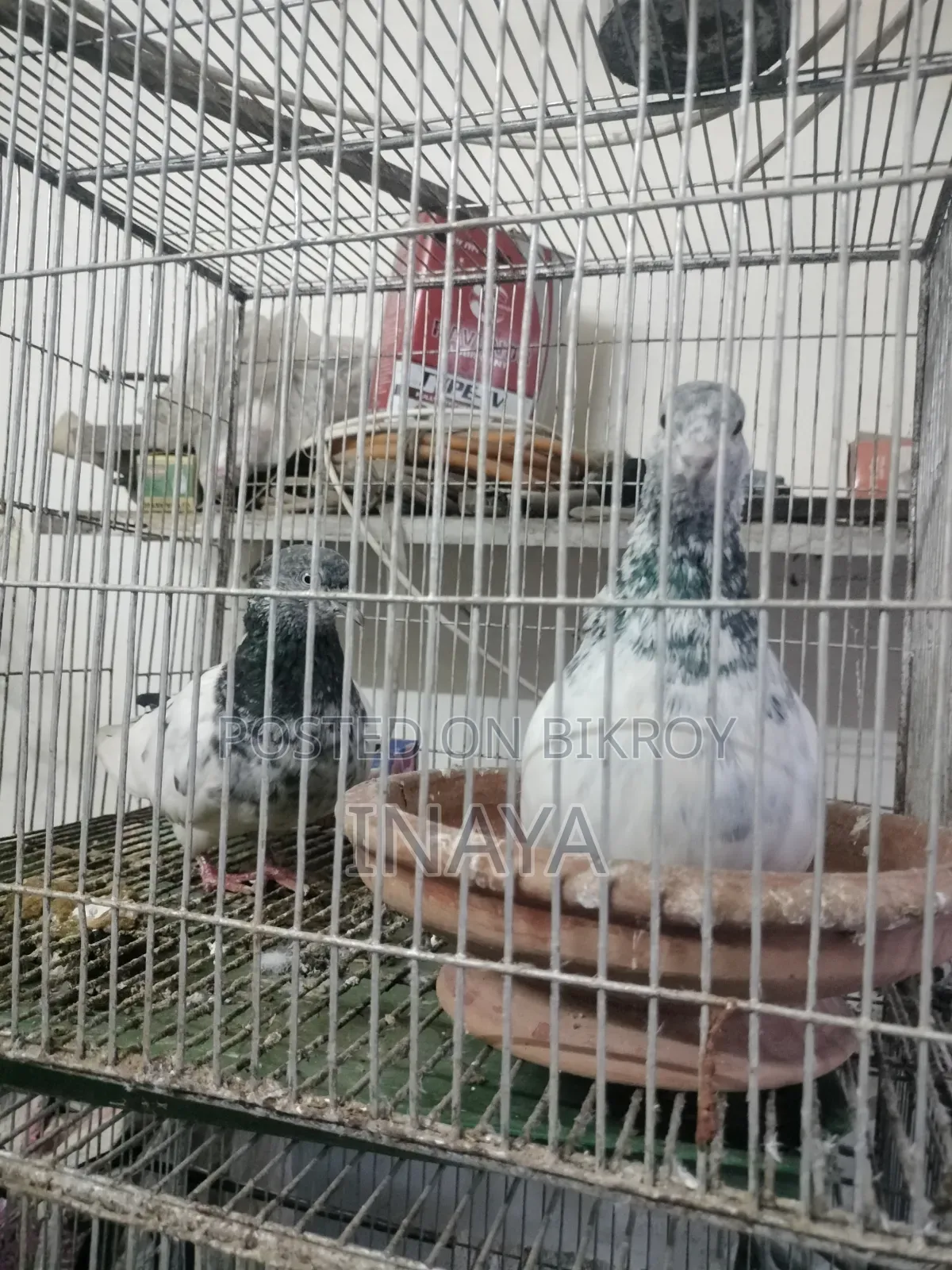 ৬ ফিট লম্বা খাঁচাসহ চার জোড়া কবুতর বিক্রি হবে