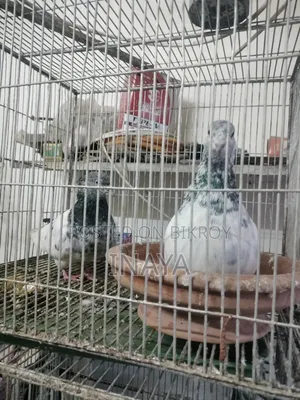 ৬ ফিট লম্বা খাঁচাসহ চার জোড়া কবুতর বিক্রি হবে