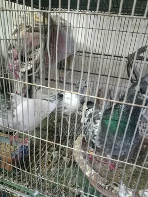 ৬ ফিট লম্বা খাঁচাসহ চার জোড়া কবুতর বিক্রি হবে