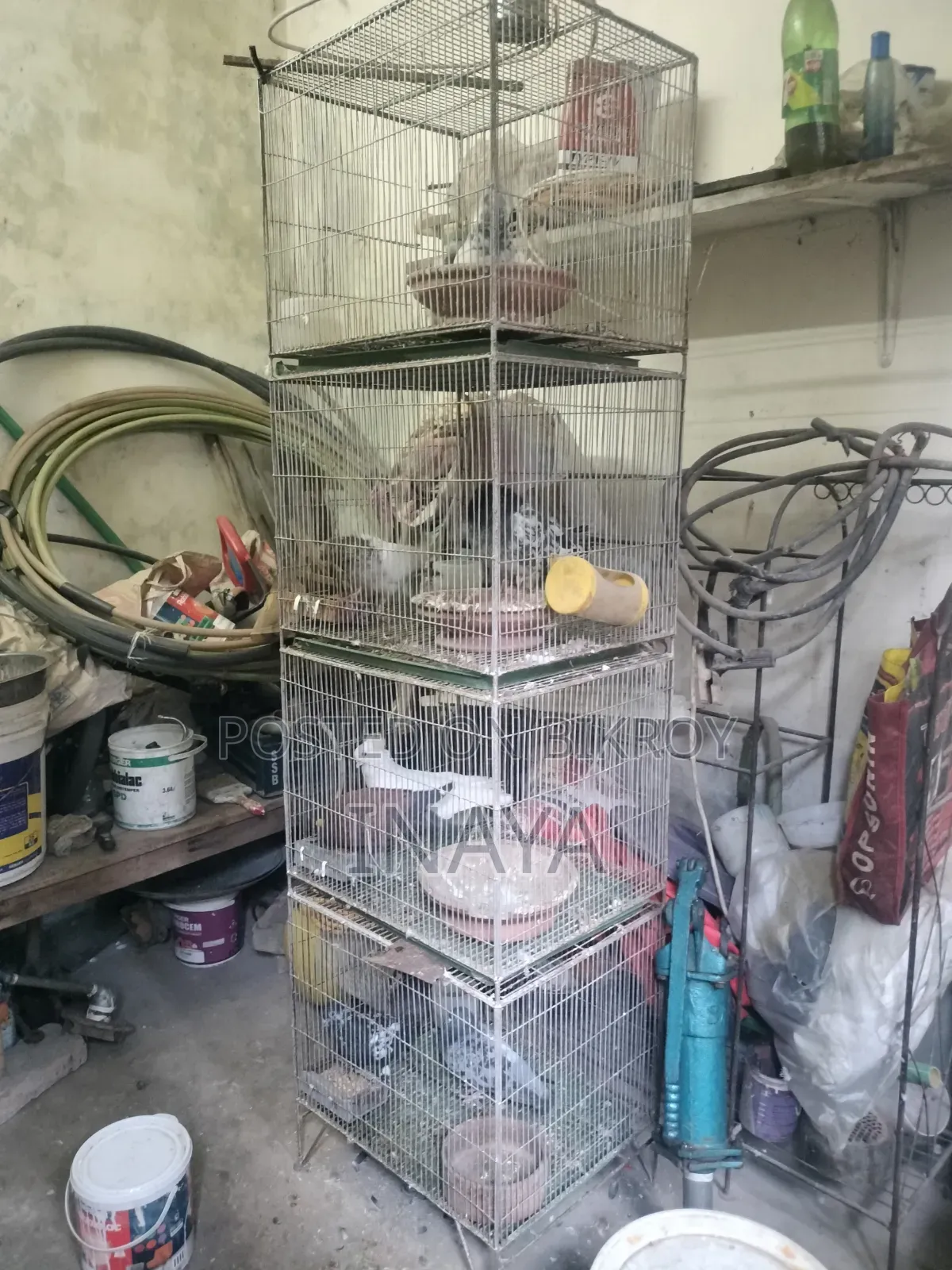 ৬ ফিট লম্বা খাঁচাসহ চার জোড়া কবুতর বিক্রি হবে