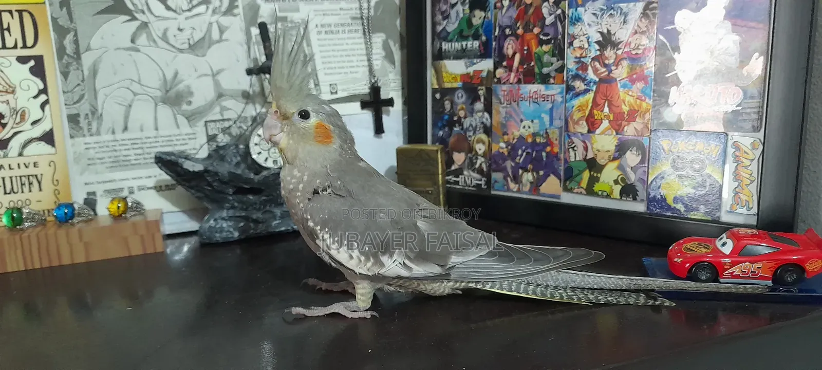 Fully Tamed Cocatail for Sale