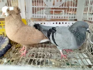 খাঁচাসহ কবুতর