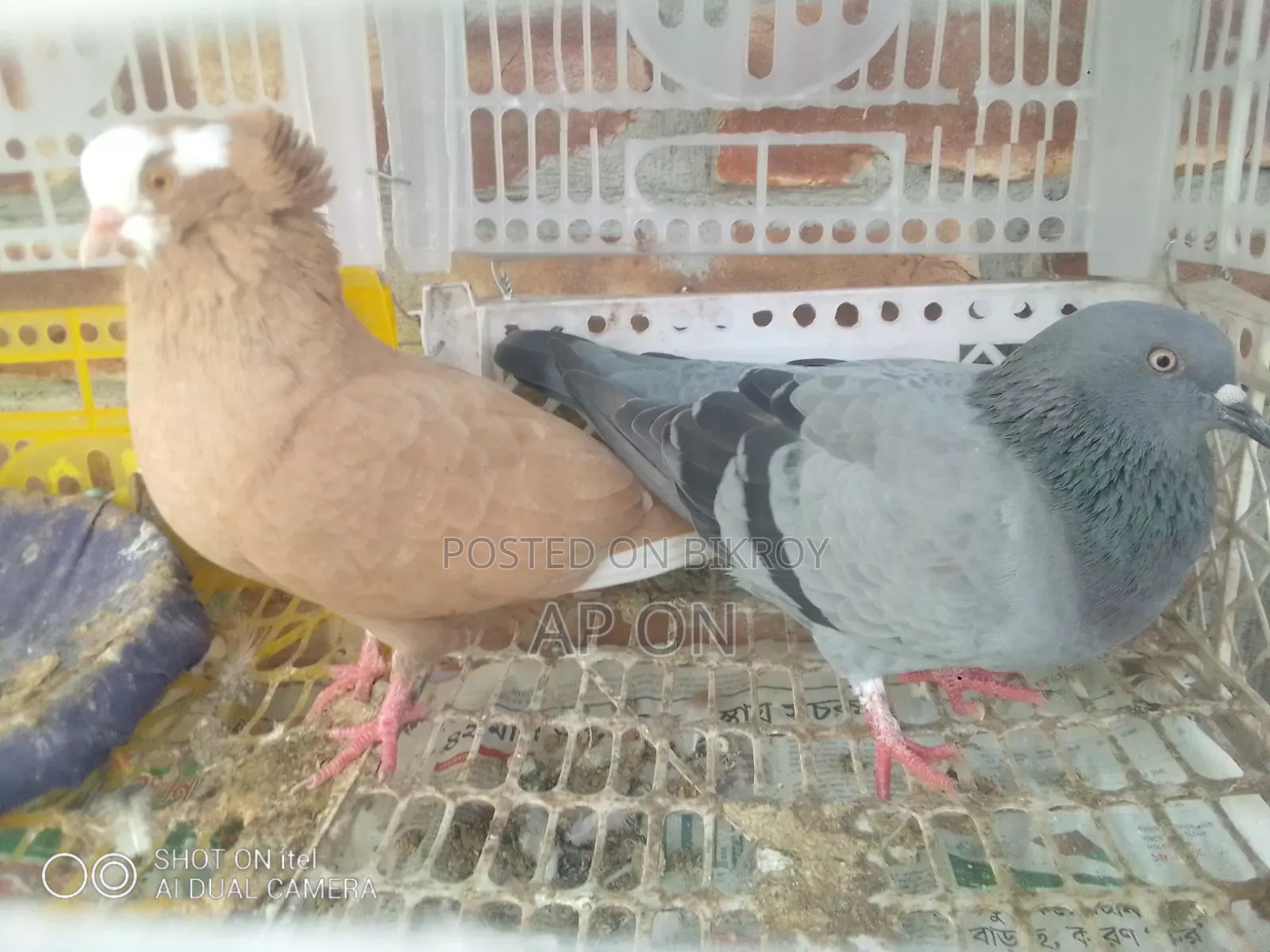 খাঁচাসহ কবুতর