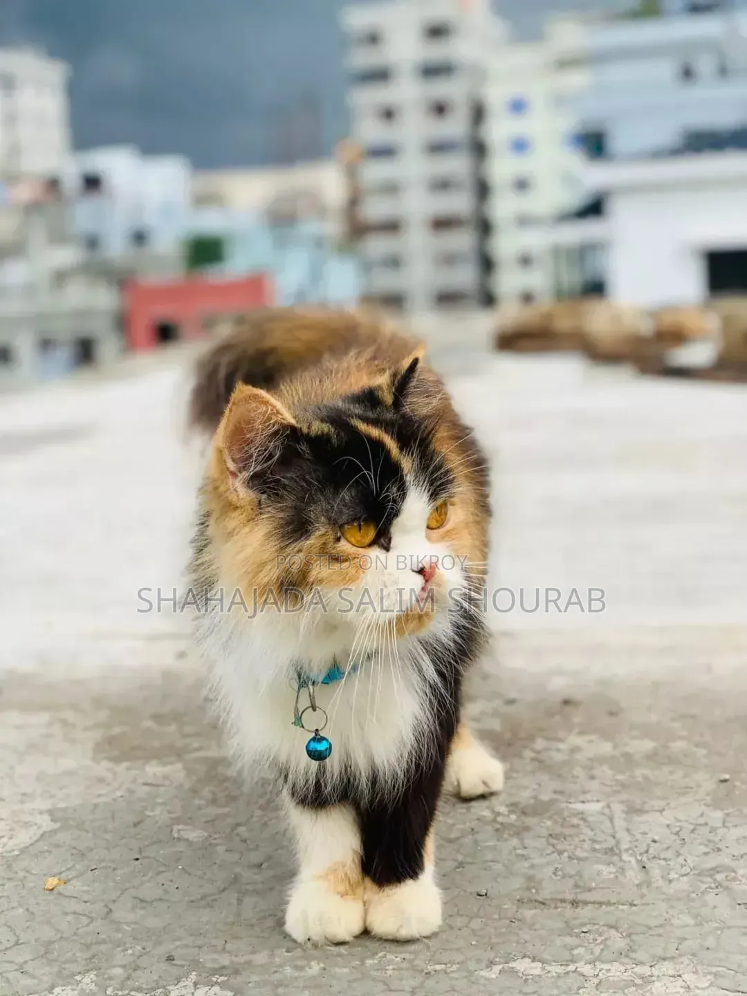 6-12 Months Female Purebred Persian