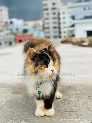 6-12 Months Female Purebred Persian