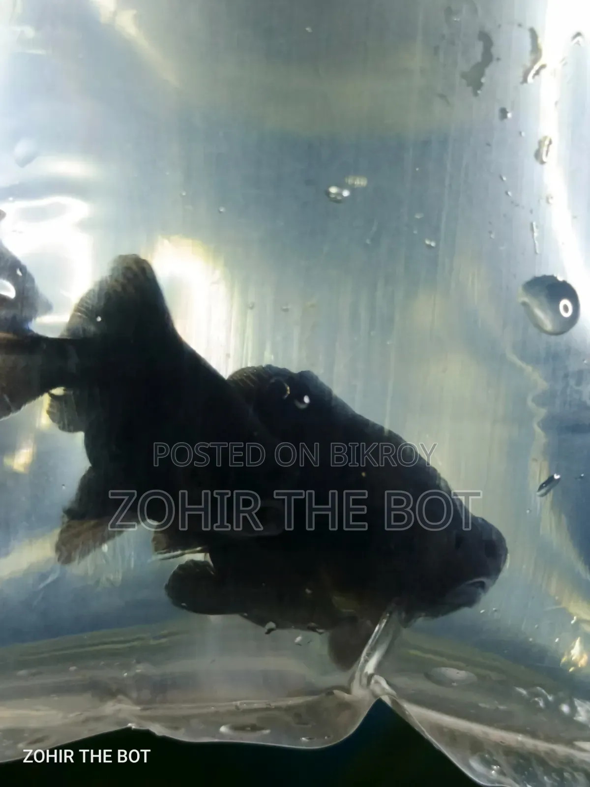 Black Mir Golden Fish ব্ল্যাকমেল মূর গোল্ডেন ফিশ