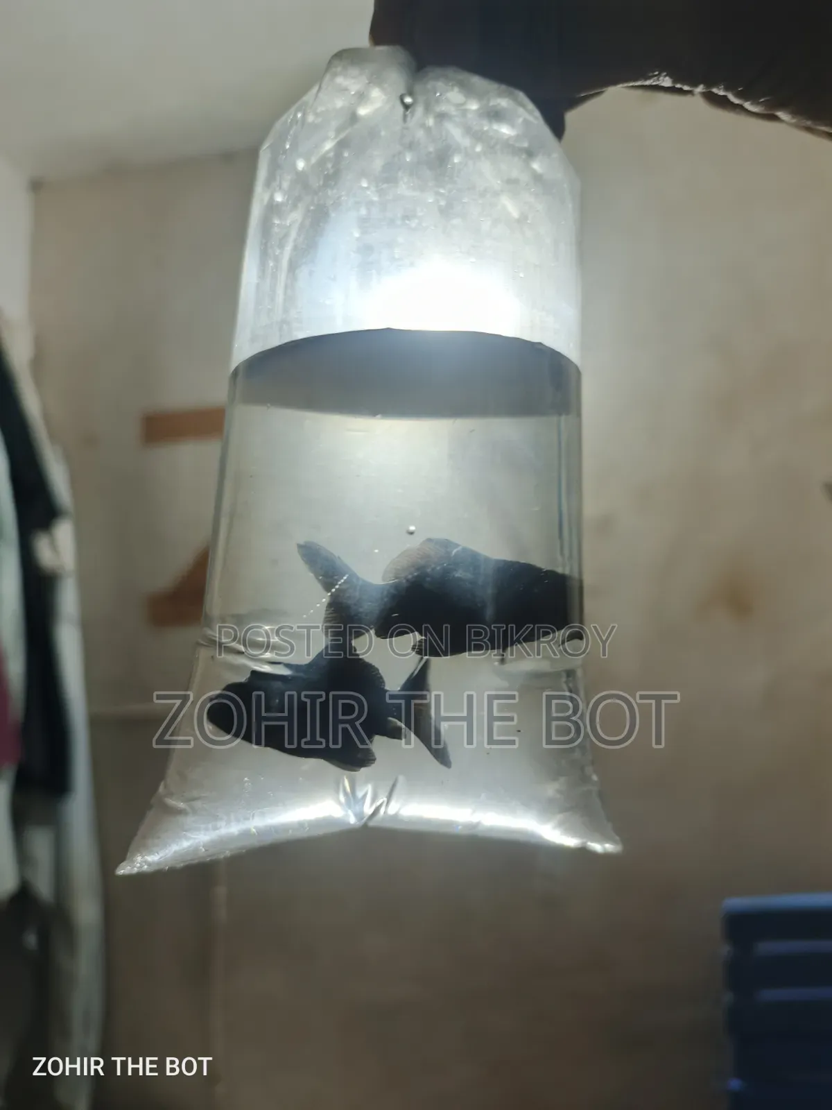 Black Mir Golden Fish ব্ল্যাকমেল মূর গোল্ডেন ফিশ