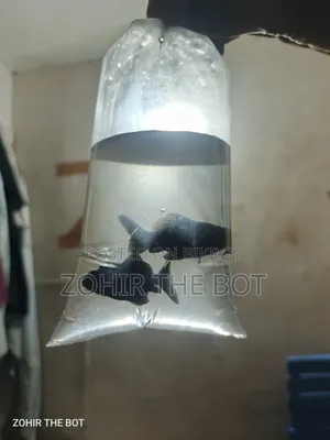 Black Mir Golden Fish ব্ল্যাকমেল মূর গোল্ডেন ফিশ