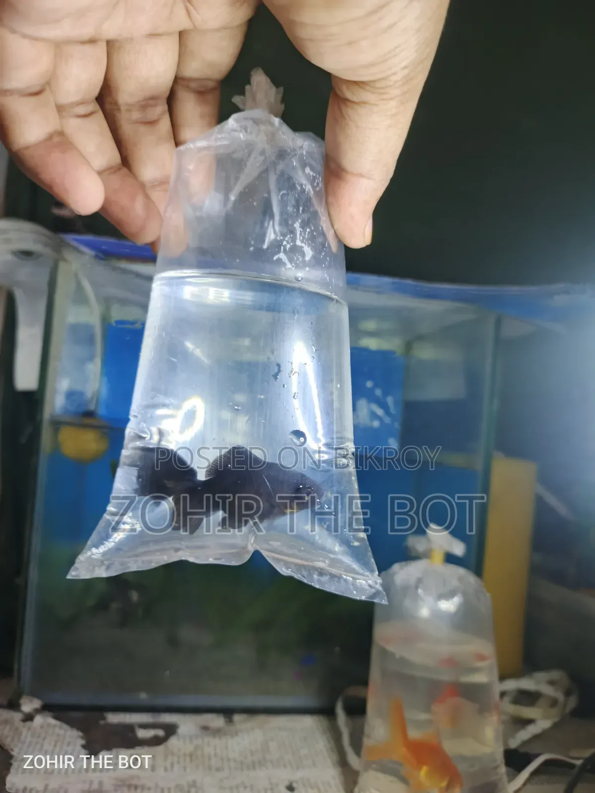 Black Mir Golden Fish ব্ল্যাকমেল মূর গোল্ডেন ফিশ