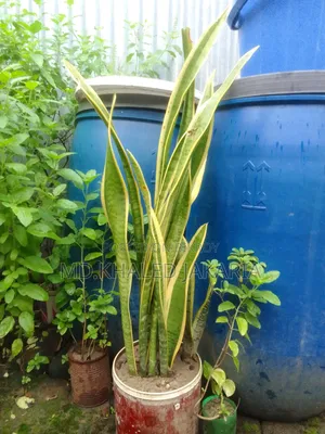 স্নেক প্লান্ট