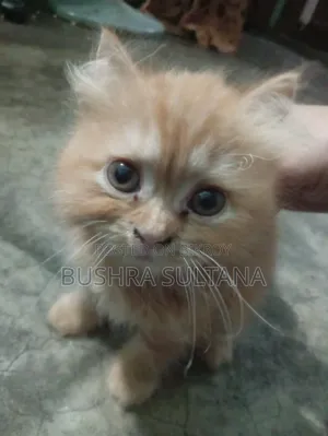 1-3 Months Male Purebred Persian